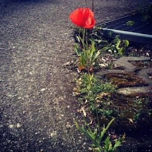 Meet your Posher, Carrie